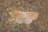 Cyclophora punctaria